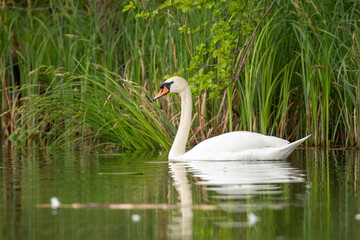 Schwan in Brandenburg,