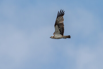 Fischadler im Flug
