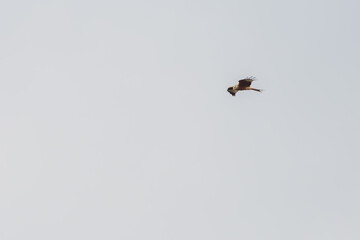 Greifvogel,