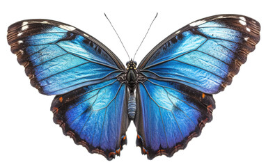 Blue morpho butterfly on white background,png