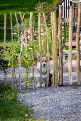 A dog sitting behind a fence in the yard of a village house