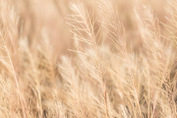 Macro blurred brown dry grass background,Blurred brown dry grass background texture,Autumn beige brown wild grass, natural texture pattern, bright with outline, organic design background, soft focus.