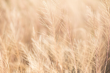 Macro blurred brown dry grass background,Blurred brown dry grass background texture,Autumn beige brown wild grass, natural texture pattern, bright with outline, organic design background, soft focus.
