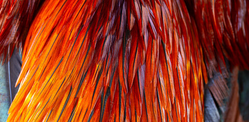 Macro feather texture,Colorful Macaw feathers pattern background,Colorful feathers, chicken feathers background texture.