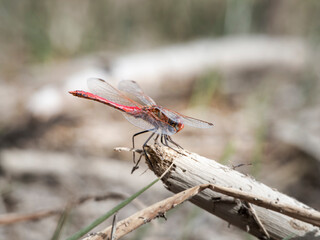 dragonfly on a branch