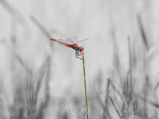 red dragonfly on a green grass