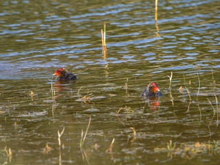 fishing in the lake