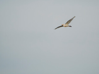 seagull flying in the sky