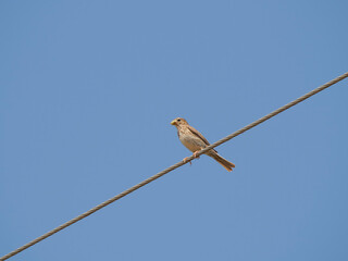 blue tit on a branch