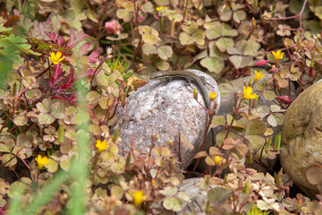 Eidechse in der Sonne