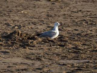 seagull on the beach