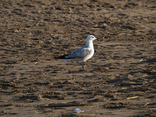seagull on the beach
