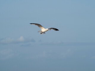 seagull flying in the sky. seagull in flight