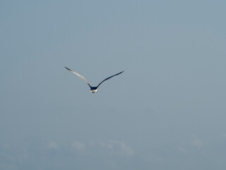 seagull flying in the sky. seagull in flight