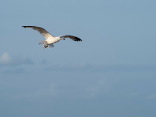 seagull flying in the sky. seagull in flight