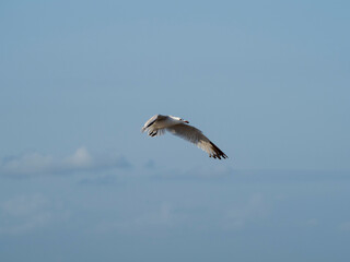 Obraz premium seagull flying in the sky. seagull in flight