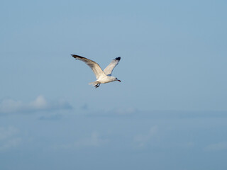 seagull flying in the sky. seagull in flight