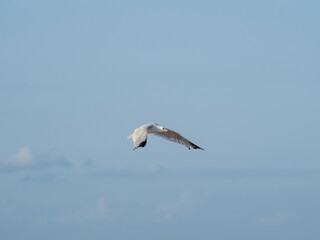 seagull flying in the sky. seagull in flight