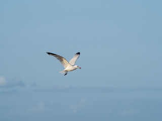 Fototapeta premium seagull flying in the sky. seagull in flight