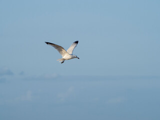 Fototapeta premium seagull flying in the sky. seagull in flight
