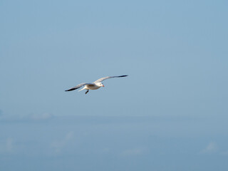 seagull flying in the sky. seagull in flight