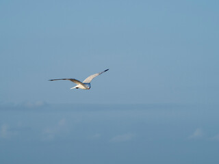 seagull flying in the sky. seagull in flight