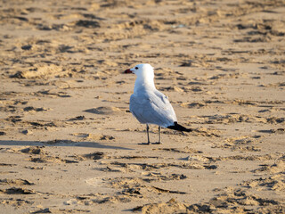 seagull on the beach