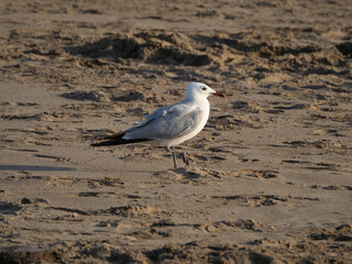 seagull on the beach