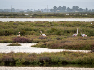 Flamenco in the Ebro Delta. Adventure in Doñana. Ebro delta adventure