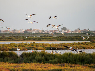 Título: Flamenco in the Ebro Delta. Adventure in Doñana. Ebro delta adventure

