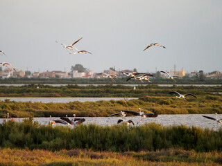 Título: Flamenco in the Ebro Delta. Adventure in Doñana. Ebro delta adventure

