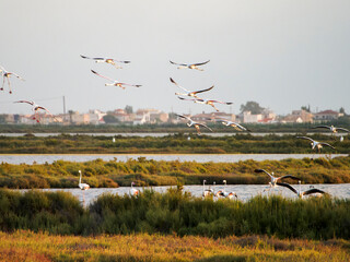 Título: Flamenco in the Ebro Delta. Adventure in Doñana. Ebro delta adventure

