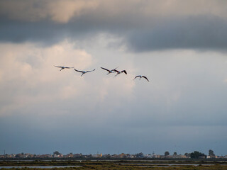 Título: Flamenco in the Ebro Delta. Adventure in Doñana. Ebro delta adventure

