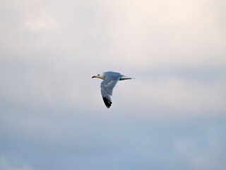 seagull flying in the sky. seagull in flight
