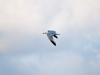seagull flying in the sky. seagull in flight