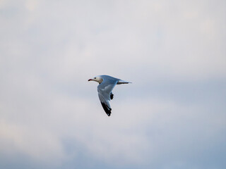 seagull flying in the sky. seagull in flight
