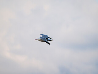 seagull in flight