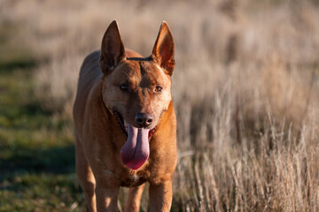 australian kelpie dog in a paddock with cows and grass