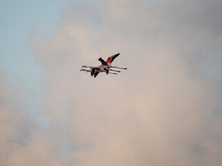 Flamenco in the Ebro Delta. Adventure in Doñana. Ebro delta adventure