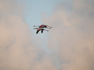 Flamenco in the Ebro Delta. Adventure in Doñana. Ebro delta adventure