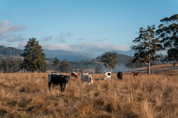 beautiful cattle in Australia  eating grass, grazing on pasture. Herd of cows free range beef being...