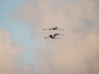 Flamenco in the Ebro Delta. Adventure in Doñana. Ebro delta adventure