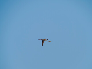 Flamenco in the Ebro Delta. Adventure in Doñana. Ebro delta adventure