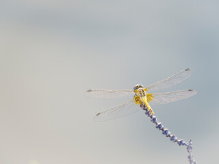 close up of dragonfly