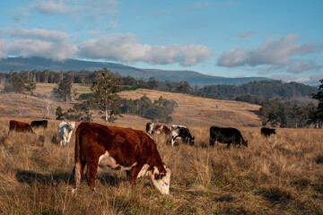 beautiful cattle in Australia  eating grass, grazing on pasture. Herd of cows free range beef being...