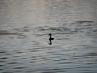 great crested grebe