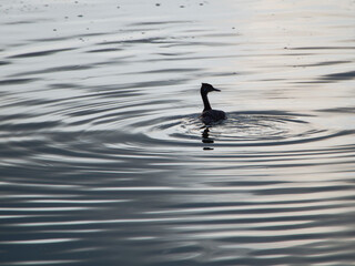 great crested grebe
