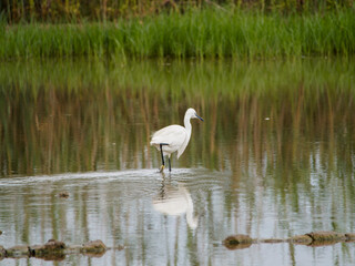 great white heron ardea cinerea