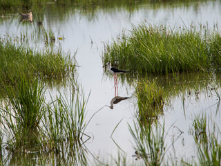 reeds in the water