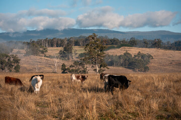 Obraz premium beautiful cattle in Australia eating grass, grazing on pasture. Herd of cows free range beef being regenerative raised on an agricultural farm. Sustainable farming